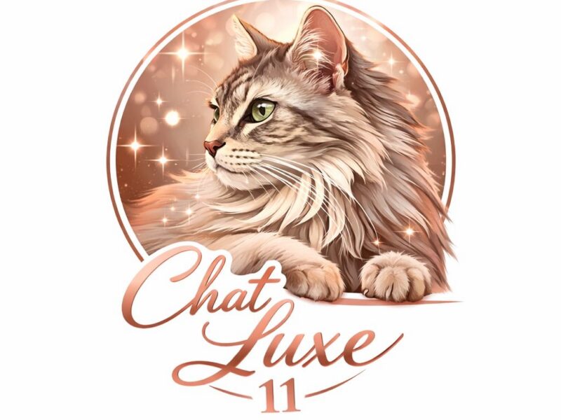 Chat luxe 11